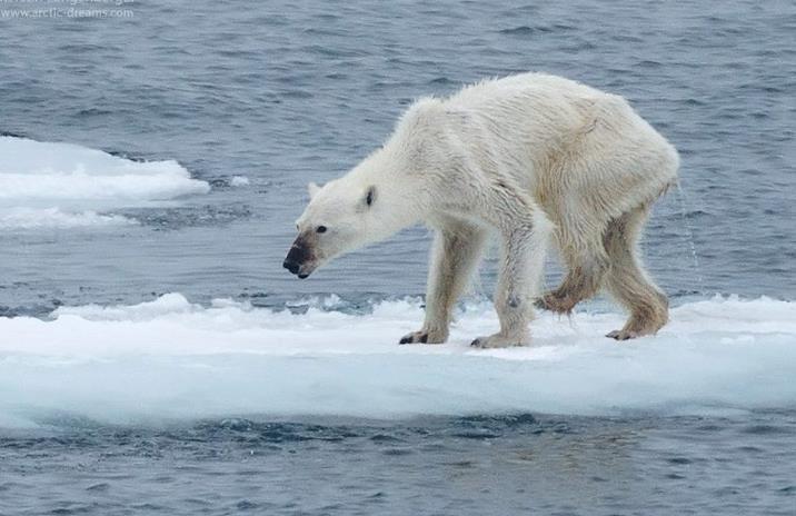 除了尼克倫影片中的北極熊，北極圈因為氣候變遷的關係出現越來越多爆瘦北極熊，人們要改善這樣的狀況唯有減少碳足跡，把地球放在第一位。圖為 2015年9月，生態攝影師萊尼柏格(Kerstin Langenberger)捕捉到的一隻母北極熊，牠除了暴瘦以外，有一隻腳也受了傷。 Photo: Save The Polar Ice Caps