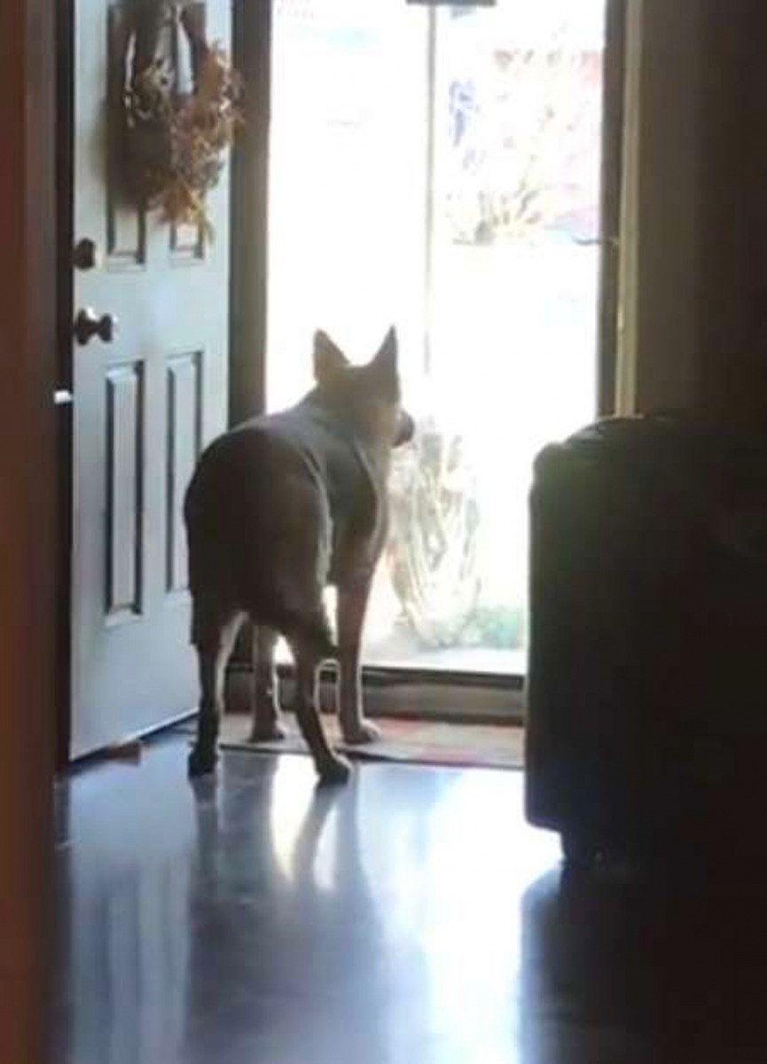 Gretchen就是在大門前等待著好朋友的到來。（Chris Cimino）