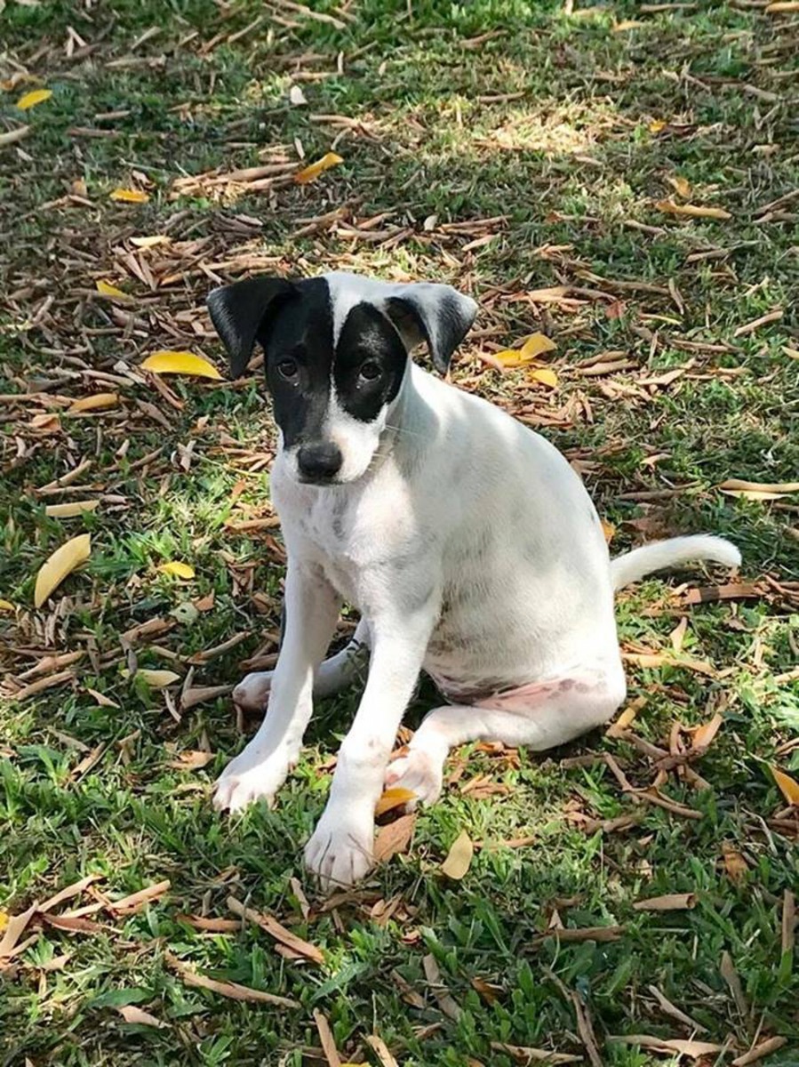 由於狂犬病情況嚴重，因此撲殺流浪狗的次數亦頻密。（Facebook圖片：Malaysian Dogs Deserve Better）