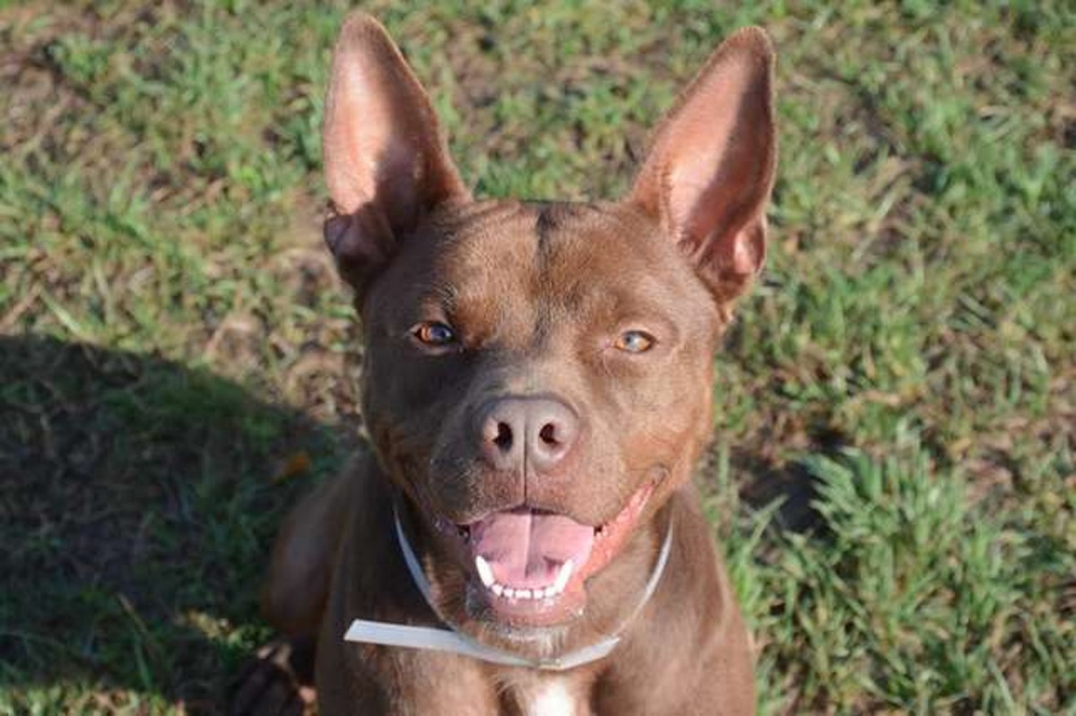 收容所發言人指Kenny性格友善活潑，對牠未被收養感到不解。（Facebook@ Wayside Waifs）