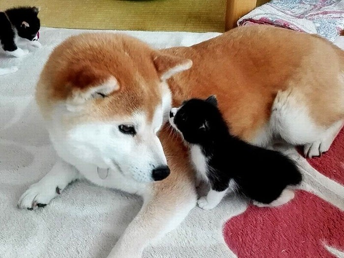 左邊的貓貓是小焦，右邊的是小肉。殿介正悉心照料牠們。（資料圖片）