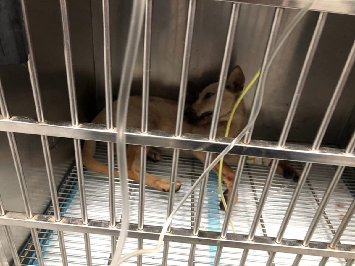 小黃現已逐漸康復，不久後就可被市民領養。（網上截圖）