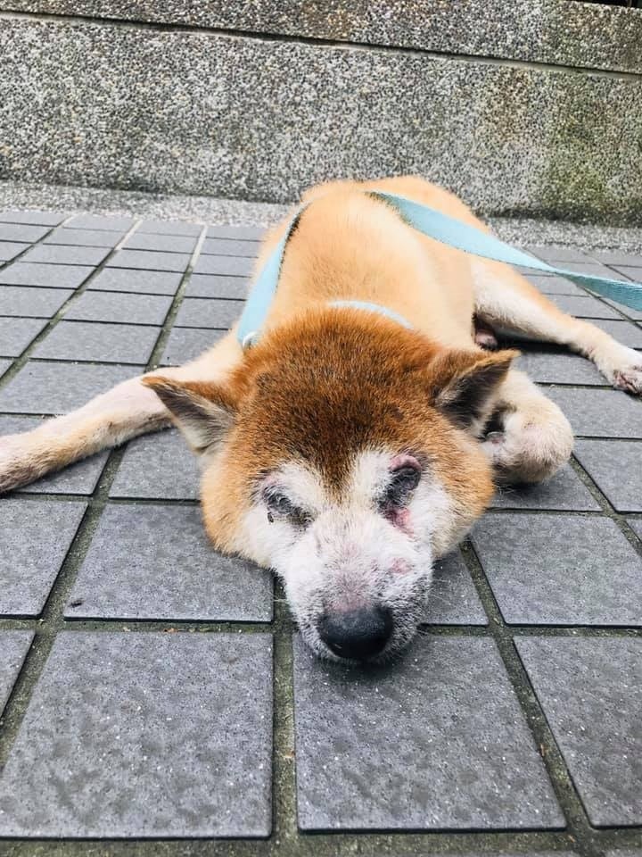 JL Sin在29日分別3次上門探望狗主，但均無人回應。（Facebook@JL Sin）