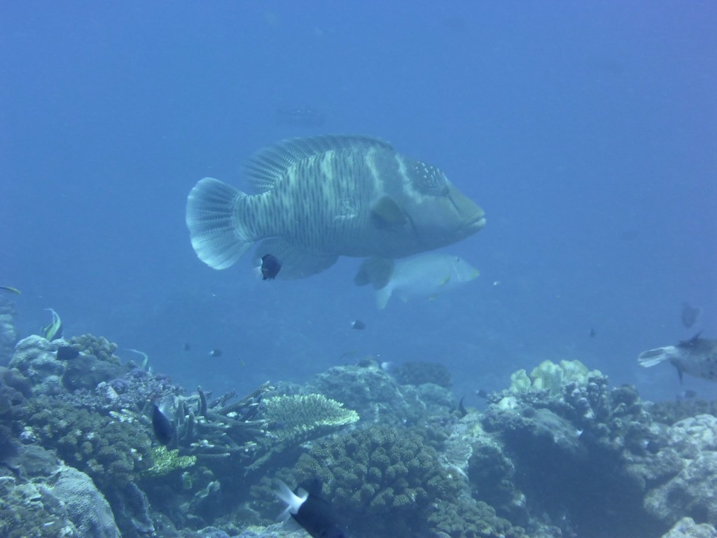 2016年4月22日在東沙環礁水深25公尺處，鄭明修團隊首次拍到龍王鯛，圖為體長約60公分的雌魚。照片提供：鄭明修。