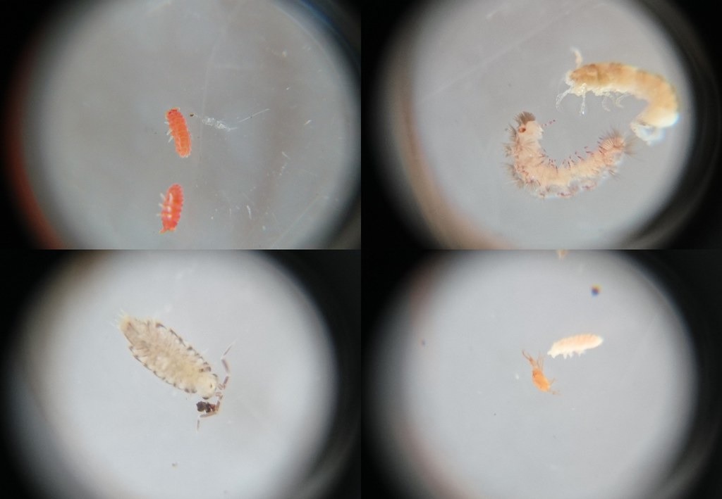 透過手機放大鏡觀察有機農場裡的土壤動物。攝影：李育琴