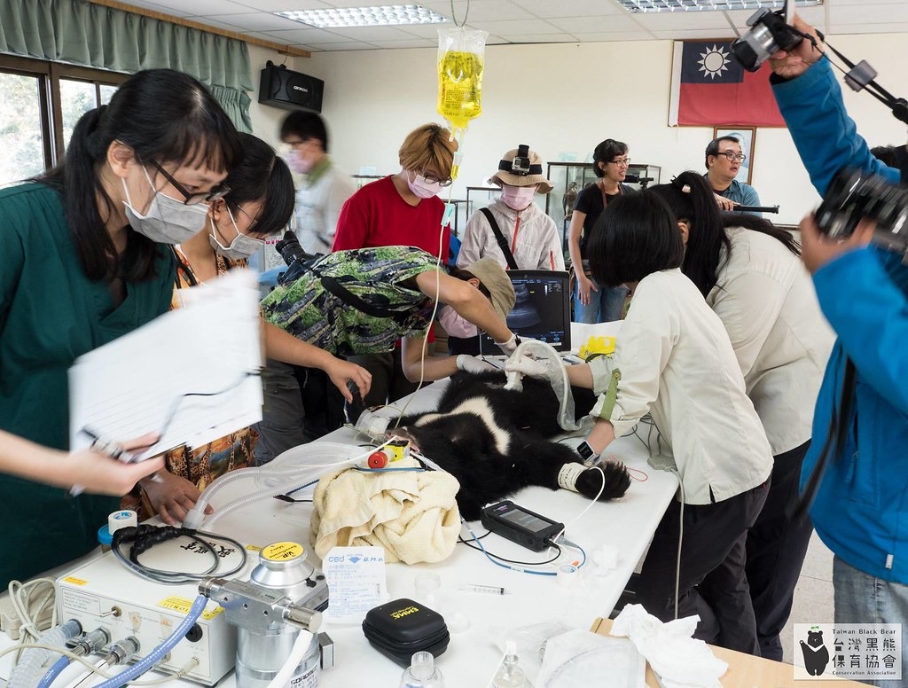 獸醫團隊是小熊回家的重要把關。圖為第三次健檢。圖片來源：黑熊保育協會。