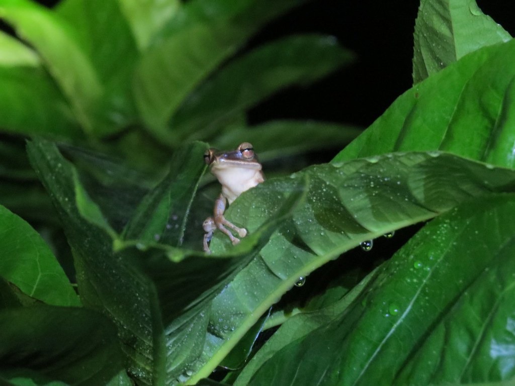 布氏樹蛙常誤認為斑腿樹蛙，但牠是原生種，因此台中都會公園志工隊發起「美白去斑」行動。（不過，這隻布氏樹蛙住在大農大富）攝影：張國政
