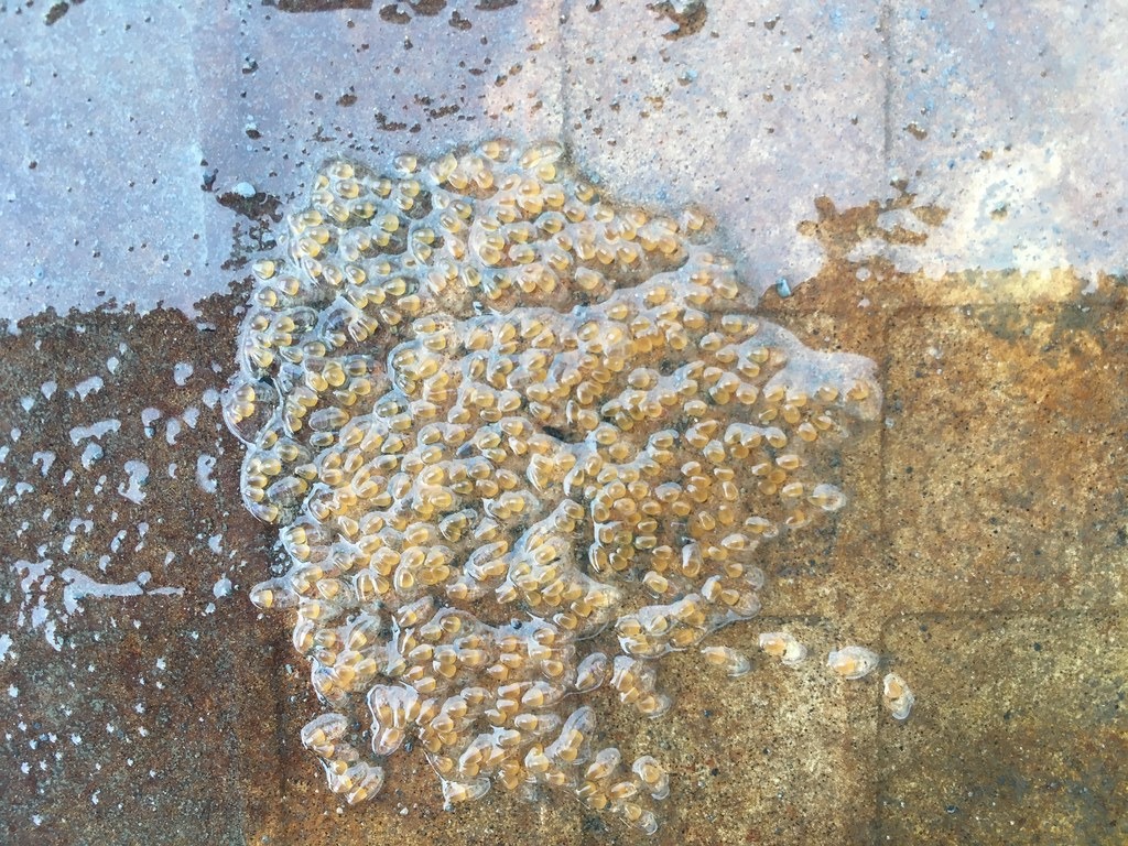 自然環境中,鰕虎雌魚將卵產在礫石的底面,雄魚則有明顯護卵行為。水規所設計的「鰕虎的產房」,鰕虎會將卵產於其上,卵粒基部有黏結物質可黏附於其上,卵粒呈片狀成群集中。左:明潭吻鰕虎的卵;右:短吻紅斑吻鰕虎的卵。拍攝:顧玉蓉。