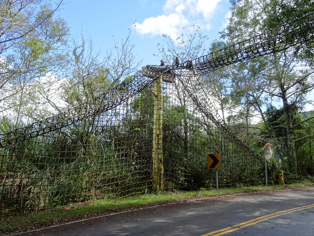 跨越式的動物通道有利於減少路殺。圖為台18線玉山國家公園管理處設置的獼猴天橋。攝影：李玉蕭