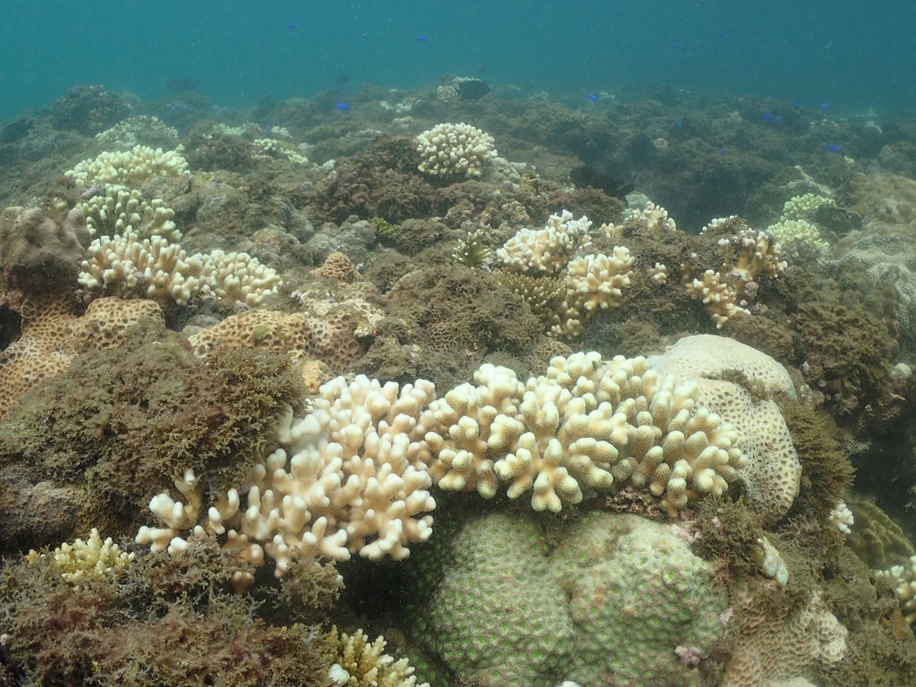 野柳海域白化的珊瑚群聚,萼柱珊瑚為主。陳昭倫攝。