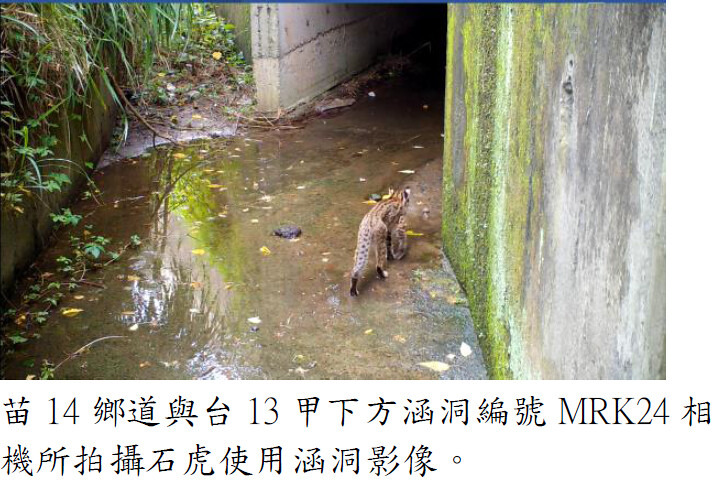苗14鄉道與台13甲下方涵洞拍攝石虎使用影像。圖片來源:苗栗縣大尺度之路殺風險評估結案報告