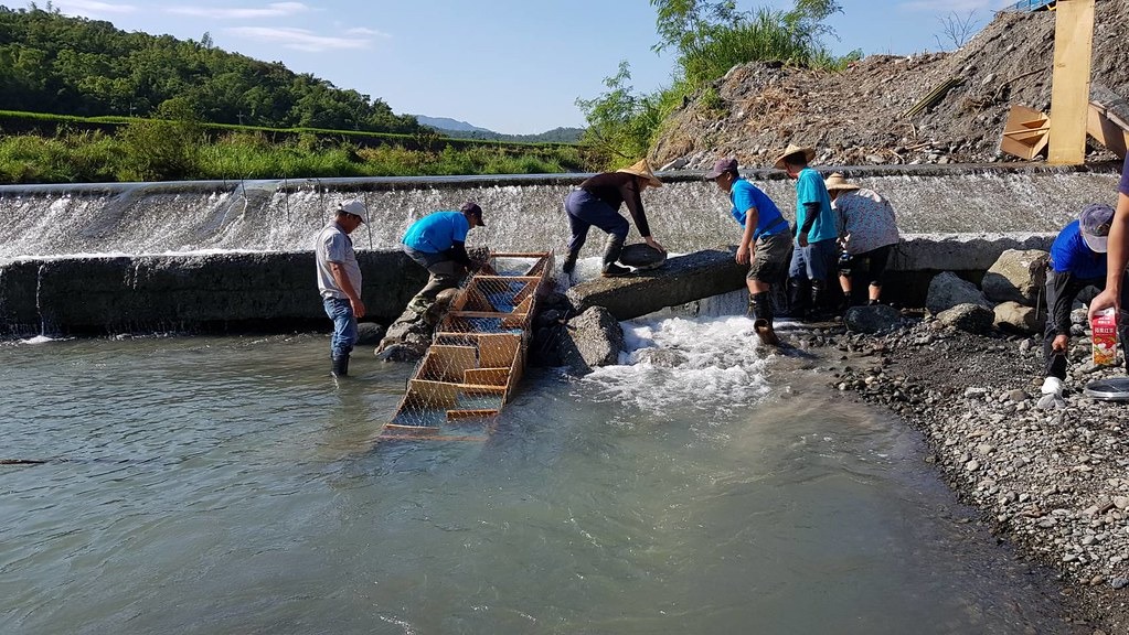 豐南村居民搭建中的潭浦堀第二代人工魚梯。圖片來源：洄瀾風生態公司