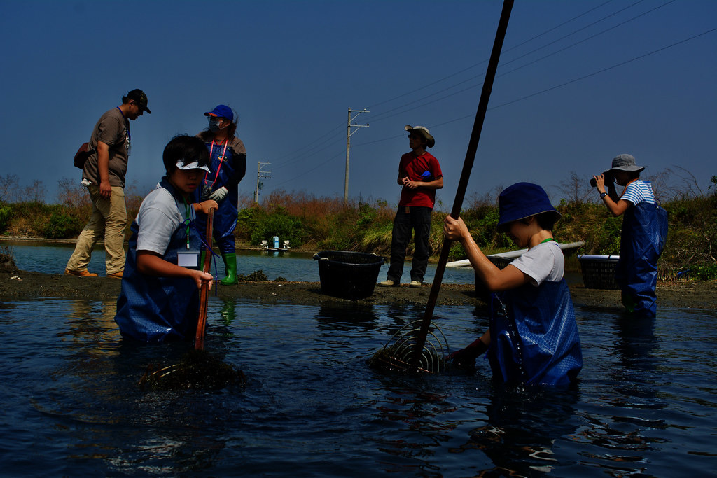志工們打撈海龍鬚菜中,隨手一撈都能勾起不少。攝影:洪碩辰。