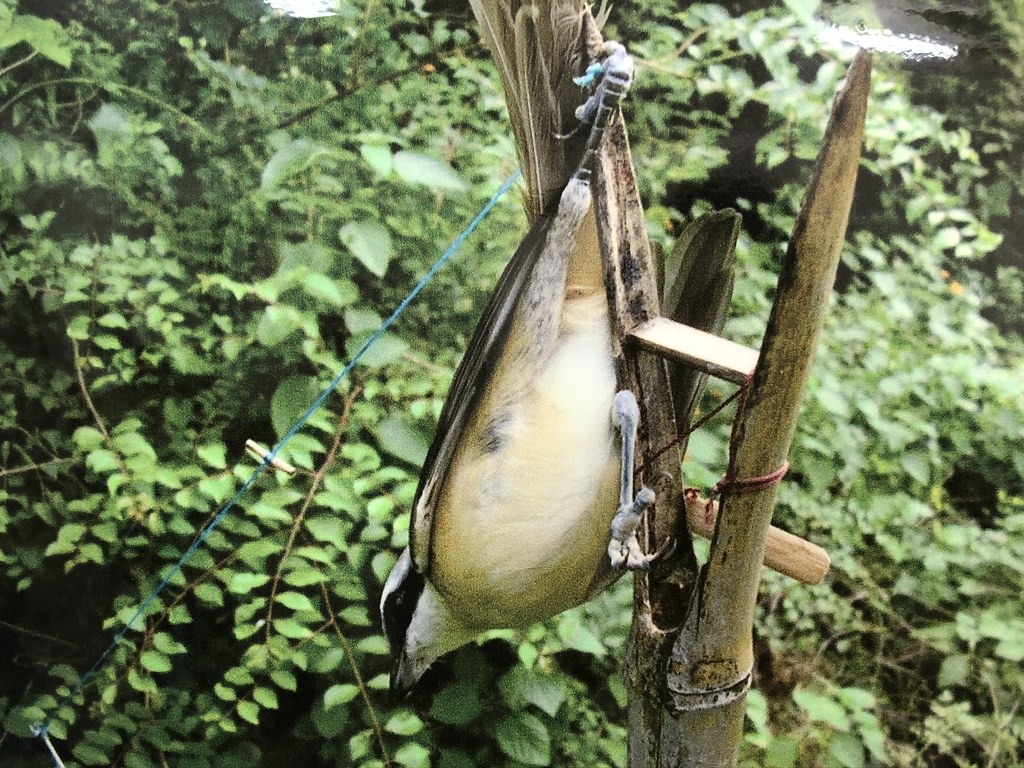 命喪鳥仔踏的紅尾伯勞。翻拍自伯勞鳥生態展示舘圖片。攝影:廖靜蕙