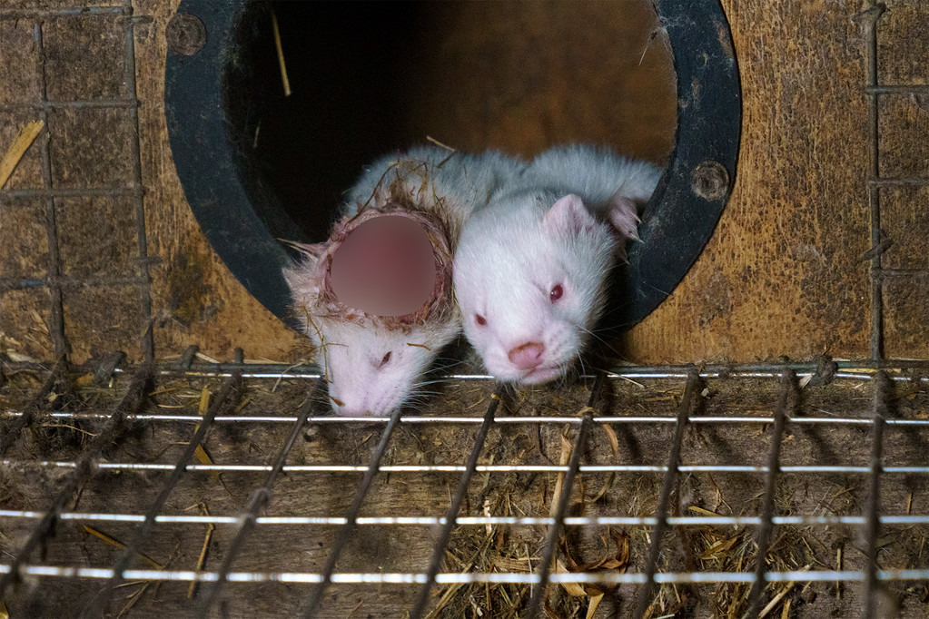 圖片來源:Oikeutta eläimille