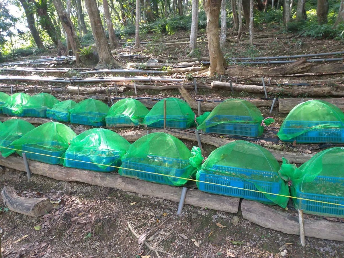 以容器栽植金線連,並須防止蛞蝓、蝸牛進入啃食。攝影/許原瑞
