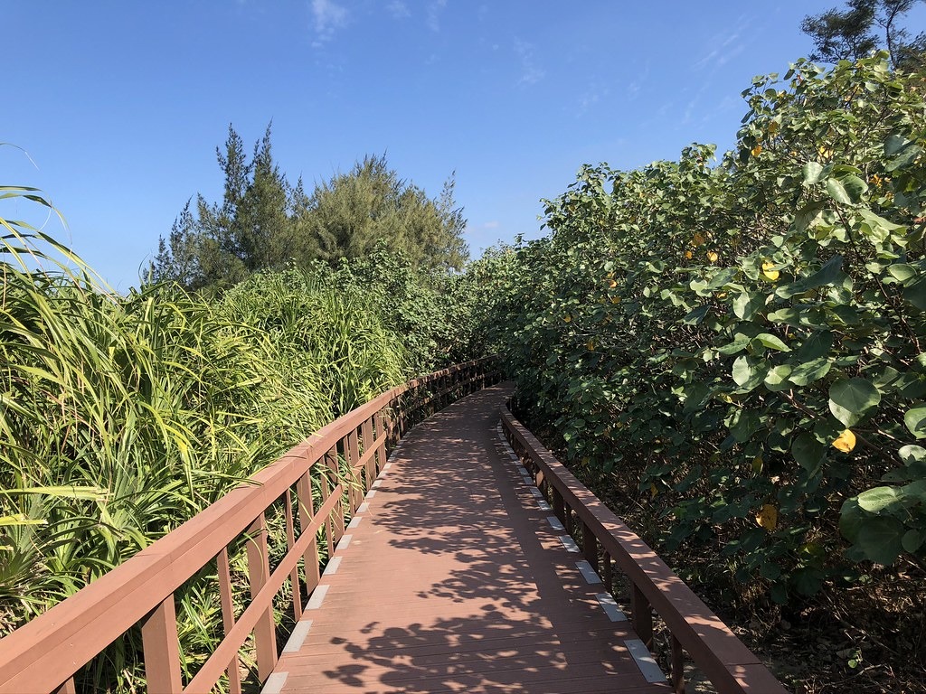 沿途有林投（左）與黃槿夾道相伴。攝影：廖靜蕙
