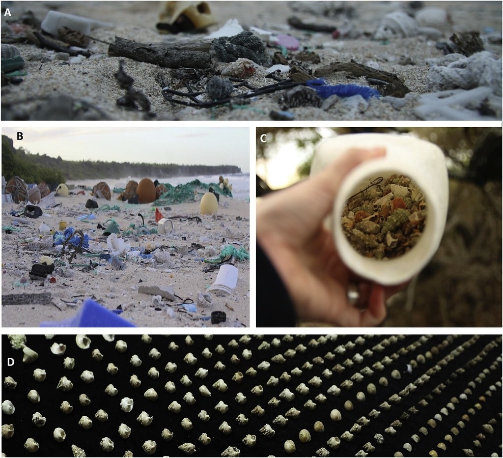 一隻在天然與人造碎片間穿梭的草莓寄居蟹（A）。亨德森島東灘海邊的垃圾（B）。2019年6月間在亨德森島上發現的，光是一個塑膠瓶中就有526隻寄居蟹被困住（C）。將塑膠瓶中死去寄居蟹外殼一字排開的 景象（D）。照片來源：本研究報告（CC BY-NC-ND 4.0）