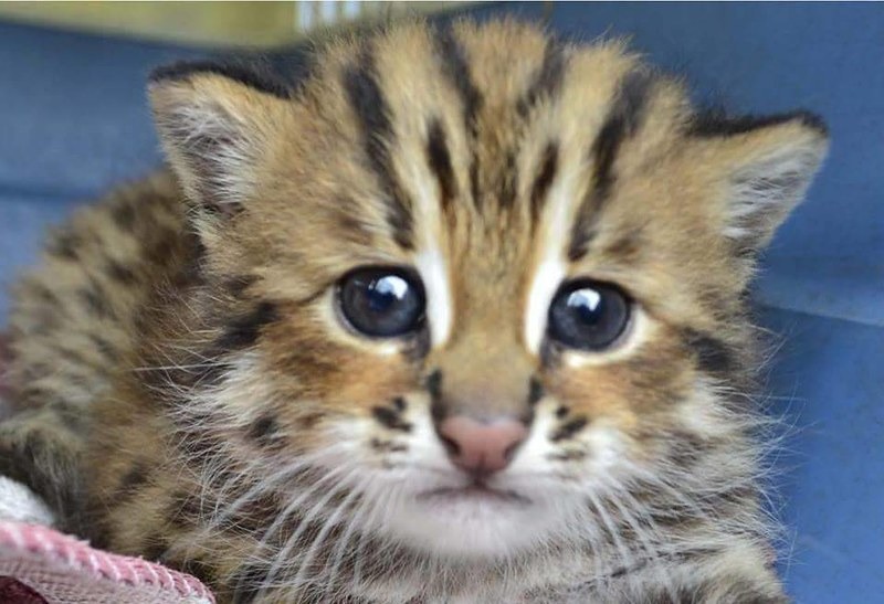 石虎是台灣僅存的野生貓科動物。照片提供：苗栗縣政府農業處自然生態保育科。