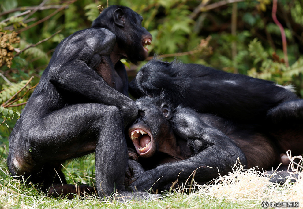 在比利時的普蘭肯戴爾動物園(Planckendael zoo)內,倭黑猩猩們正在玩耍打鬧。 路透社