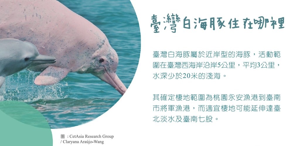 保育團體表示台灣白海豚恐剩不到65隻。圖片來源:台灣白海豚保育手冊