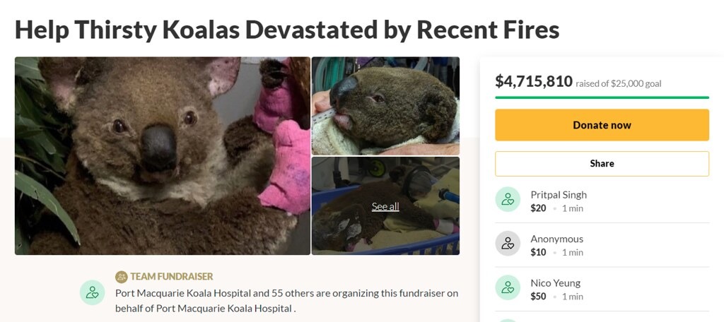 截圖自麥格理港無尾熊醫院