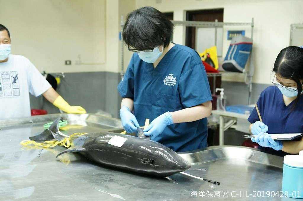 擱淺通報鯨豚海龜,能盡速獲得海保署籌組的MARN醫療照護資源,增加存活機會。圖片來源:海保署