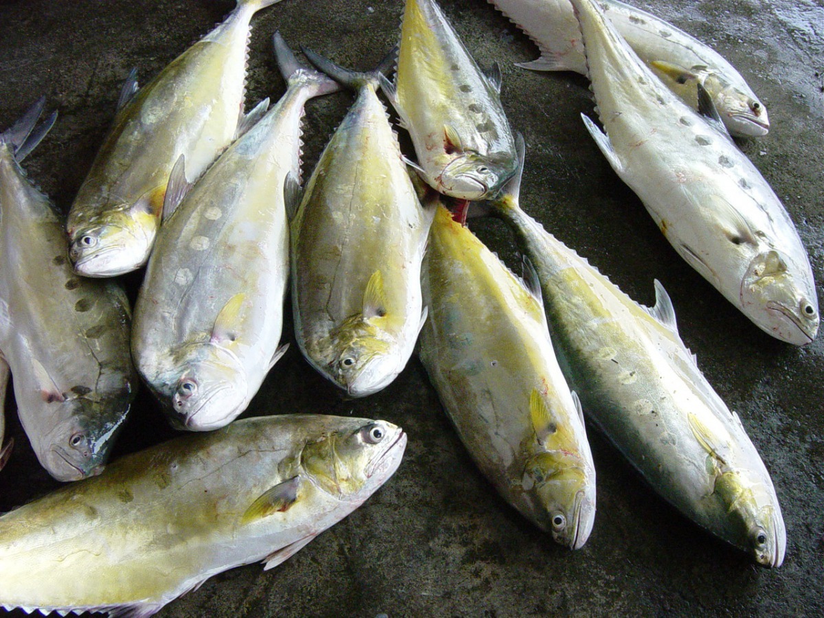漁港裡賣的魚有些是市面上少見的魚種。高維奇/攝