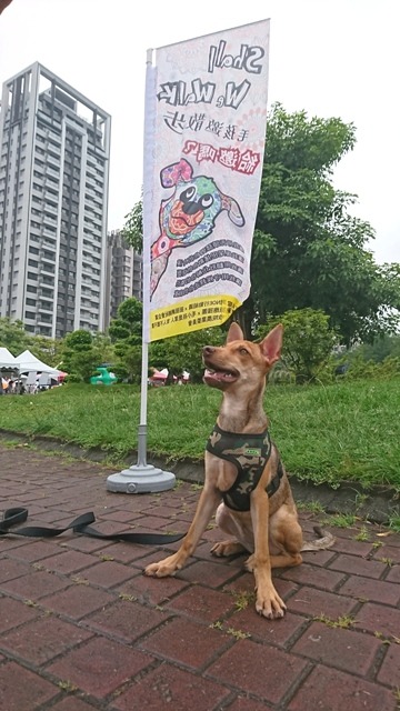 農委會與挺挺網路社會企業合作,推動「毛孩邀散步 給邀嗎?」系列活動,盼重新定位米克斯。雨林/翻攝