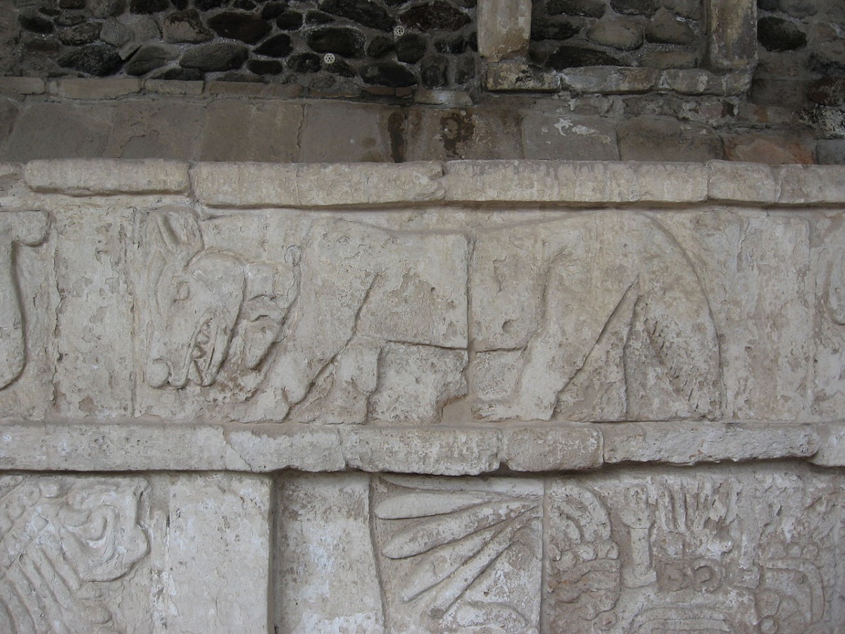 面對人類要怎麼和郊狼相處，可以說是政府要解決的一大問題。 Photo: Cvmontuy