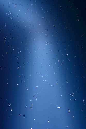 在911紀念光柱周圍盤旋的鳥群（攝於2017年9月11日）。圖片來源：康乃爾鳥類學研究室。攝影：Kyle Horton。