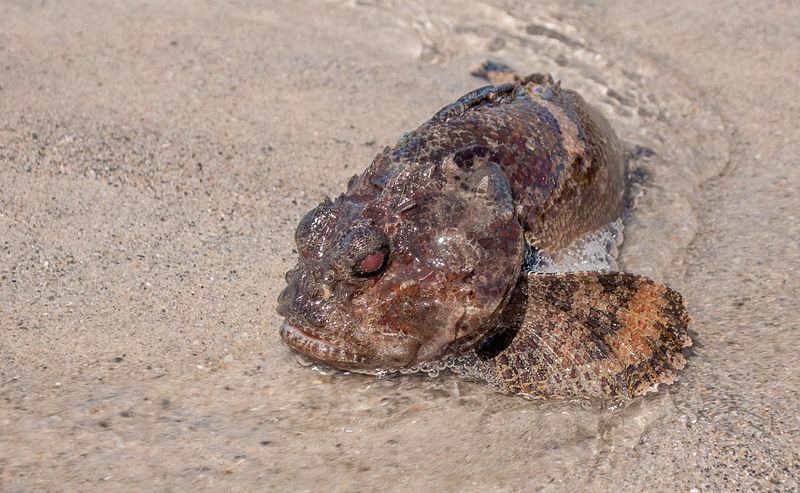 牠就是被研究人員說「牠們實在太醜了」的吻雙蟾魚本尊。 Photo: Marine Biology Facts