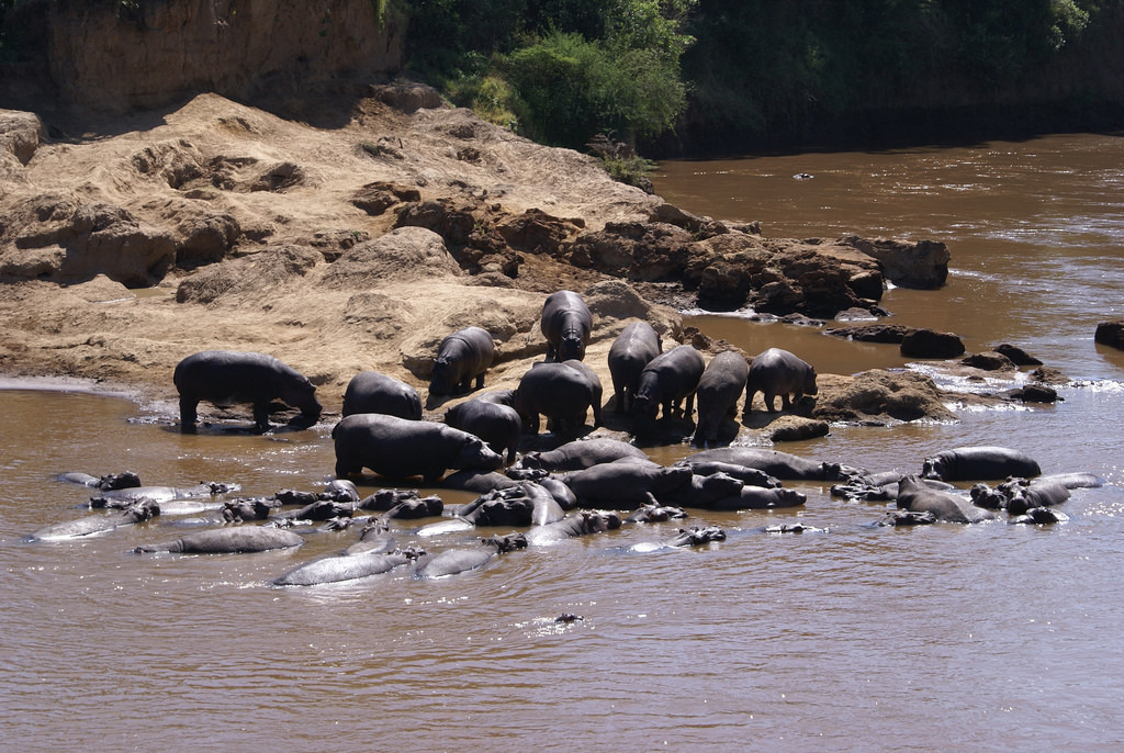 圖為在馬拉河中，成群結隊準備上岸的河馬。這次的研究推翻了過去人們的認知，讓人得以一窺在人為影響出現前，原始生態系統是如何運作的。 Photo: alan jones