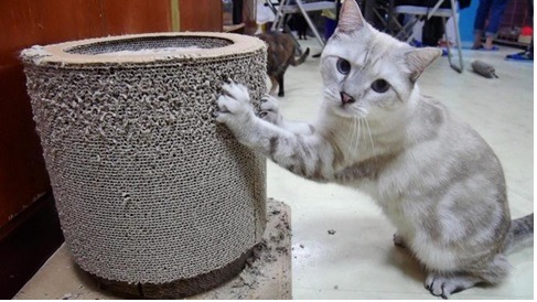 明志貓貓俱樂部可愛親近人的貓貓。明志貓貓俱樂部/提供