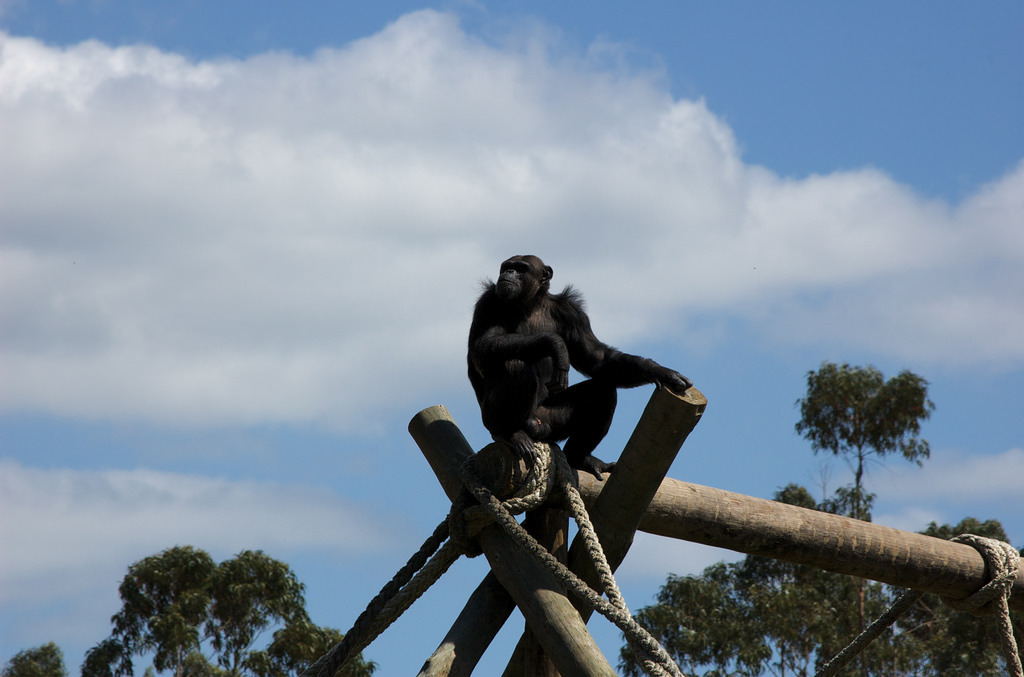 圖為一隻望向遠方的黑猩猩。人類雖然想打造一個更乾淨的環境,但現在,我們可能要重新思考到底什麼才是真正的「乾淨」了。 Photo: Filipe Rodrigues
