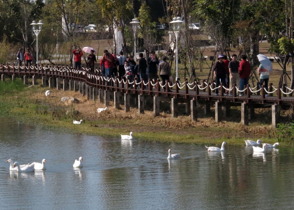 奇美博物館水域放養的白羅曼鵝。高維奇/攝