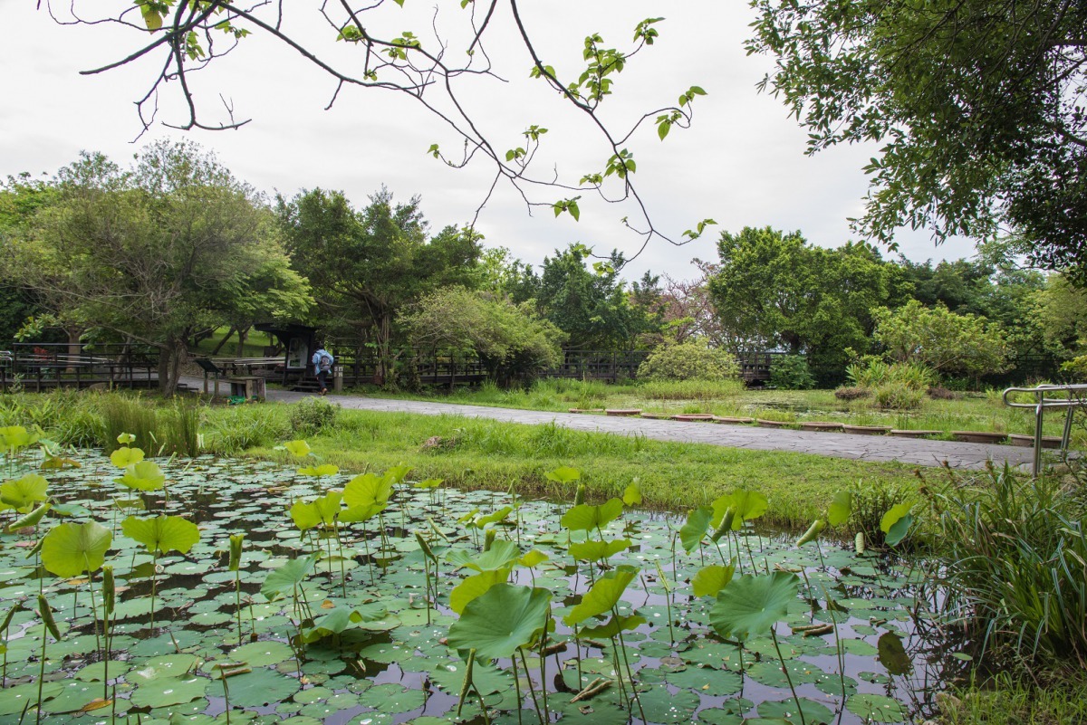 透過指標鳥種認識,呈現人類經濟快速發展、生活消費等產生的環境變遷,造成鳥類的生存困境。台北市動保處/提供