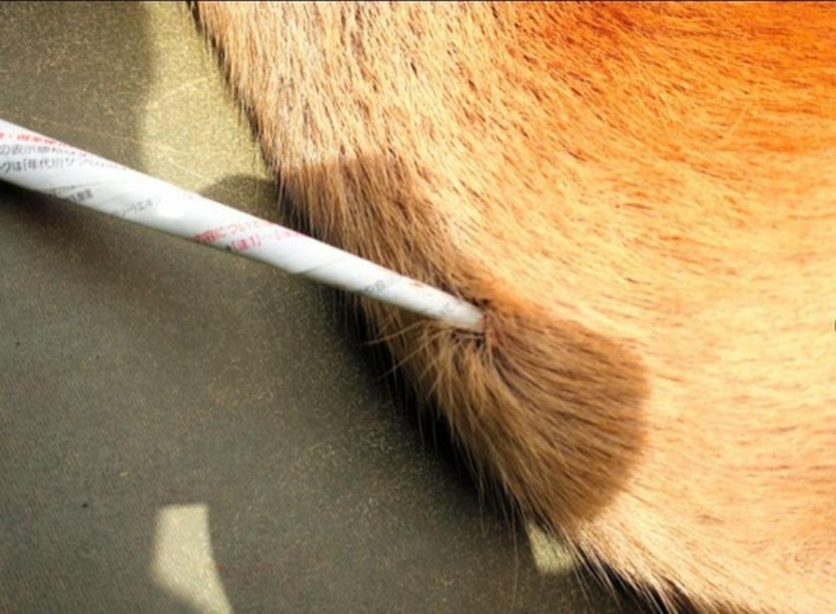 奈良鹿頸部中央受傷。（Foundation for the Protection of Deer）