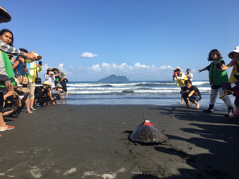 魷魚絲野放後下海照片，前面為龜山島。林務局提供。