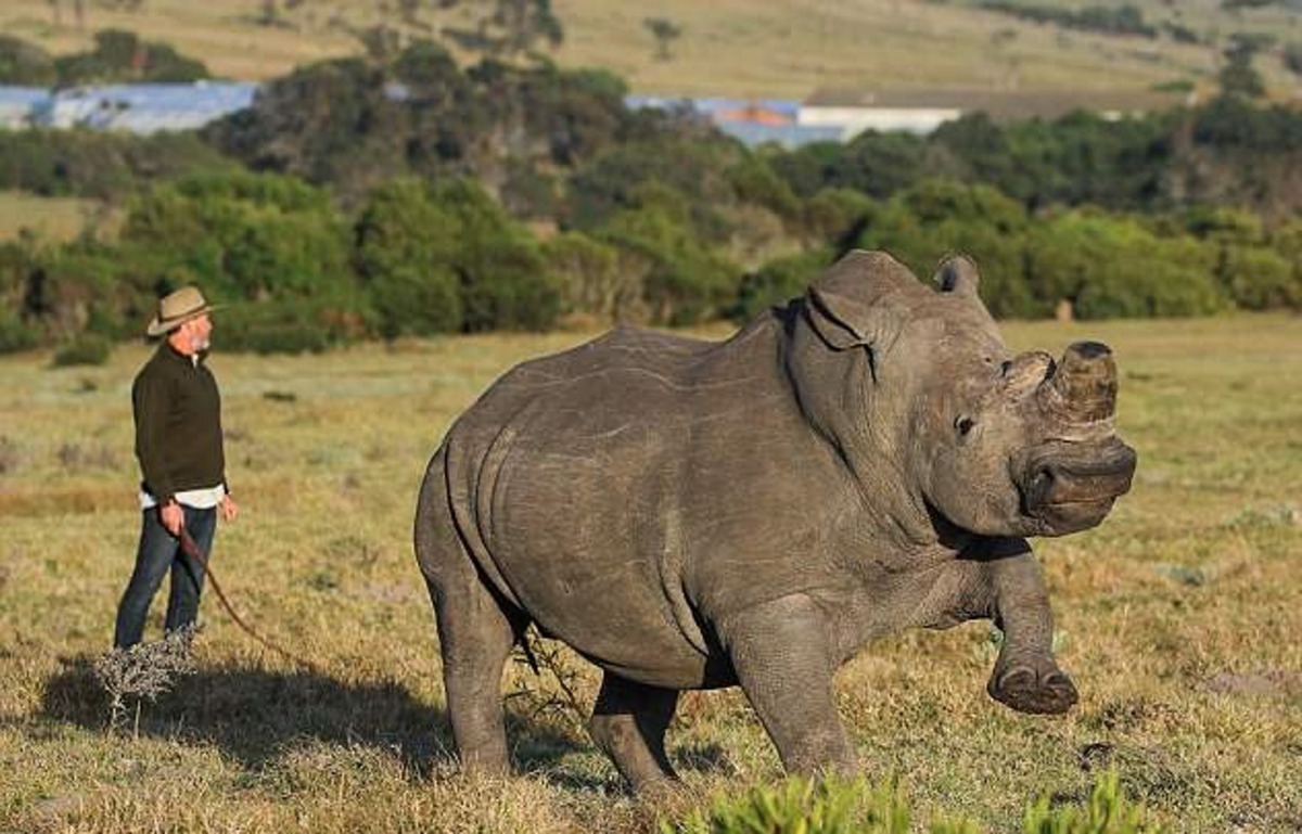 因為盜獵猖獗,養殖場主人選擇為犀牛去角,以防盜獵者因覬覷犀牛角而殘害犀牛。(Caters News Agency)