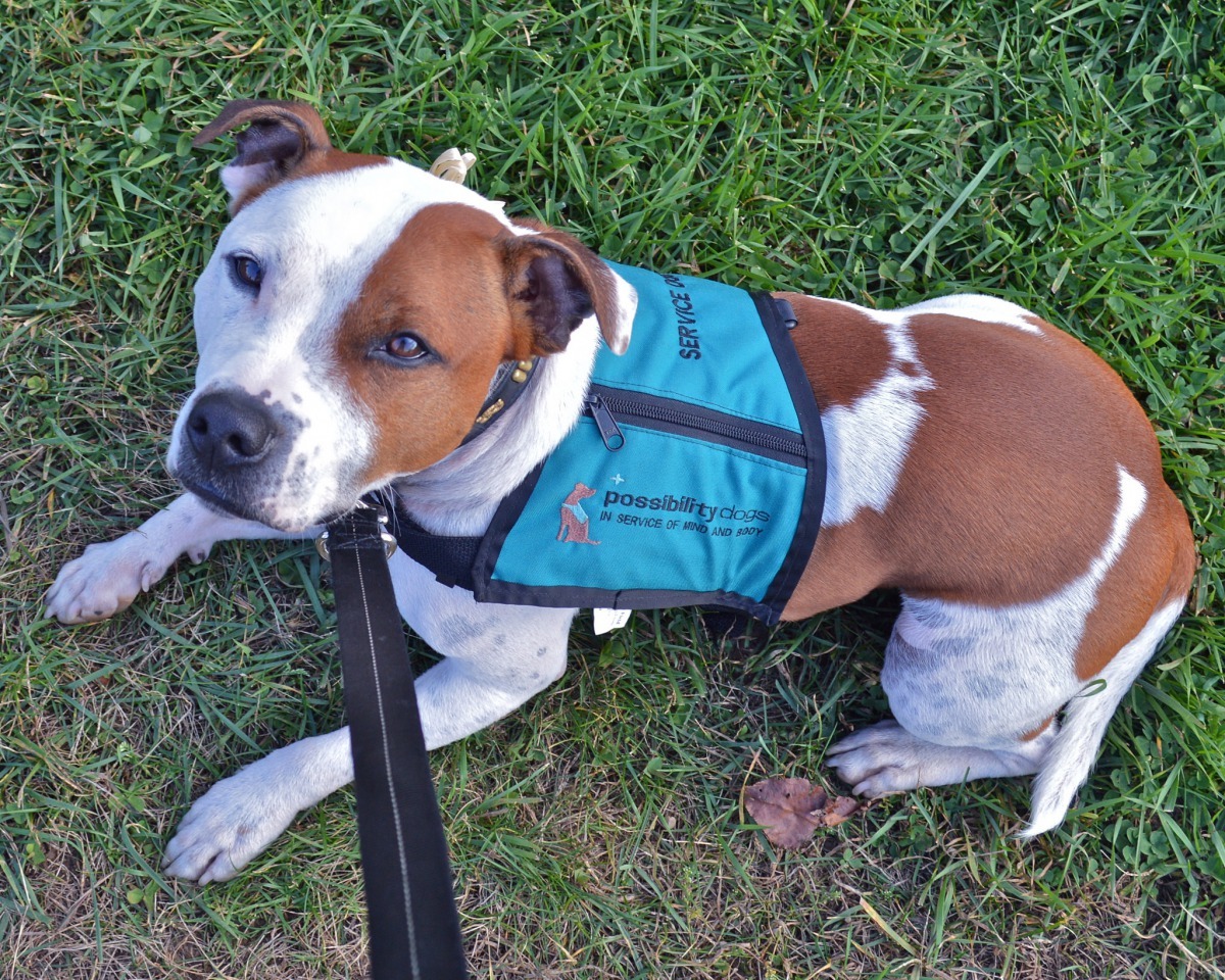下次如果看到落單的服務犬，就趕快跟上牠吧！ Photo: www.PlanetDog.com