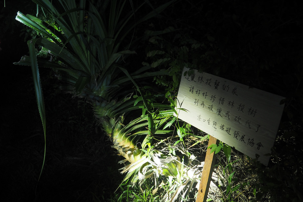 港口社區推動生態旅遊，賞蟹遊程成為招牌，社區也主動保護陸蟹棲地。攝影：李育琴