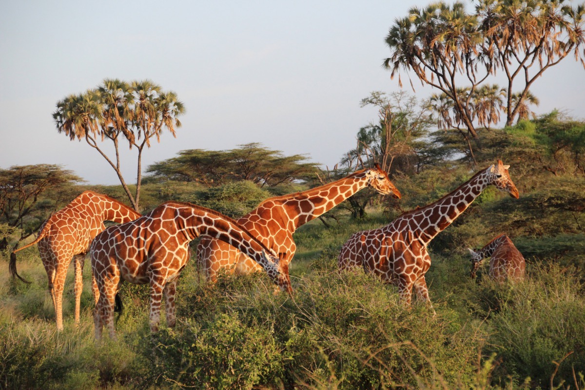 圖為一群在肯亞草原行走的長頸鹿。長頸鹿的年紀越大,毛色也會越深。 Photo: mauro gambini