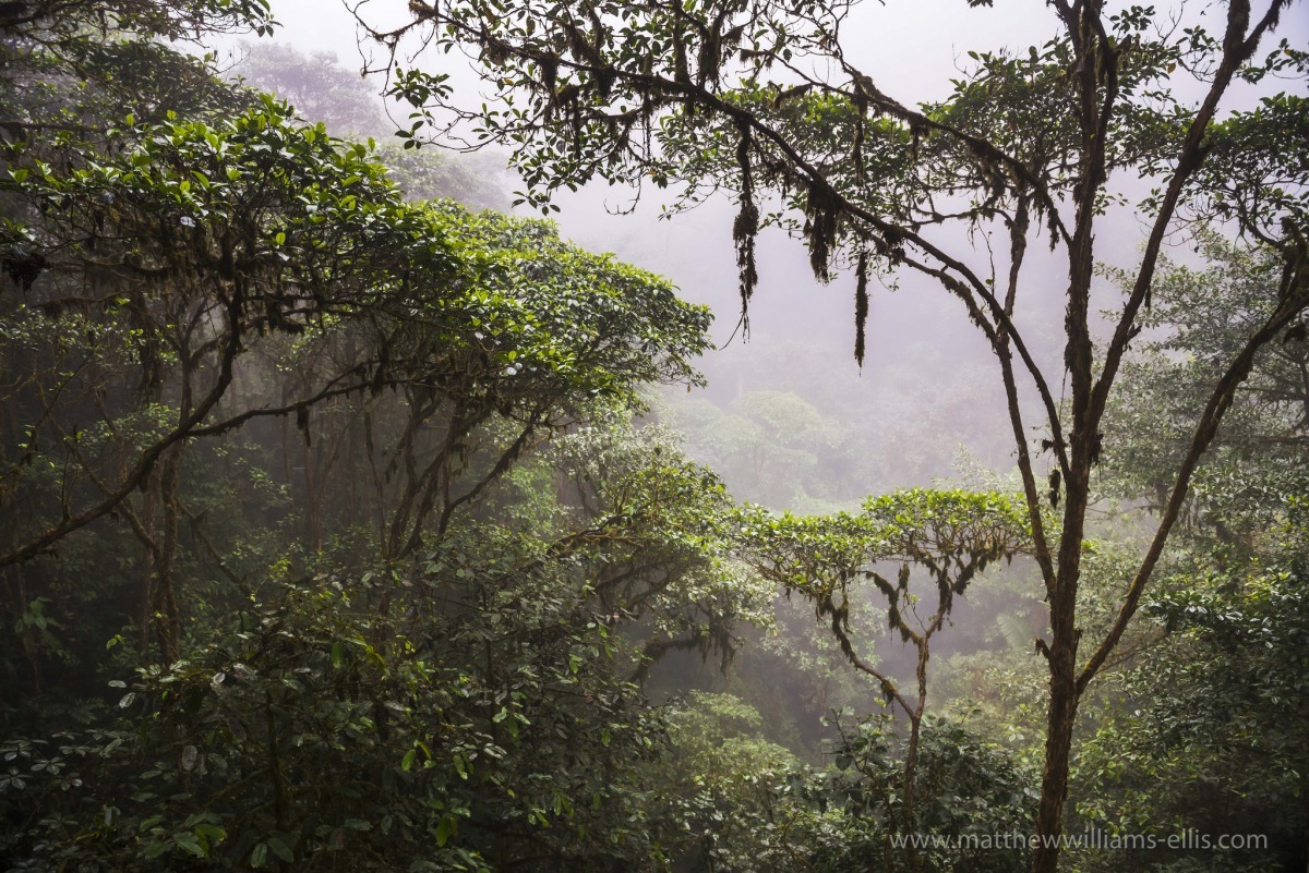 圖為位於厄瓜多中部皮欽查省(Pichincha Province)的雲霧森林,這類的雨林會出現在熱帶或副熱帶地區,特色是森林裡經常被雲霧環繞。 Photo: Pure! Travel Group