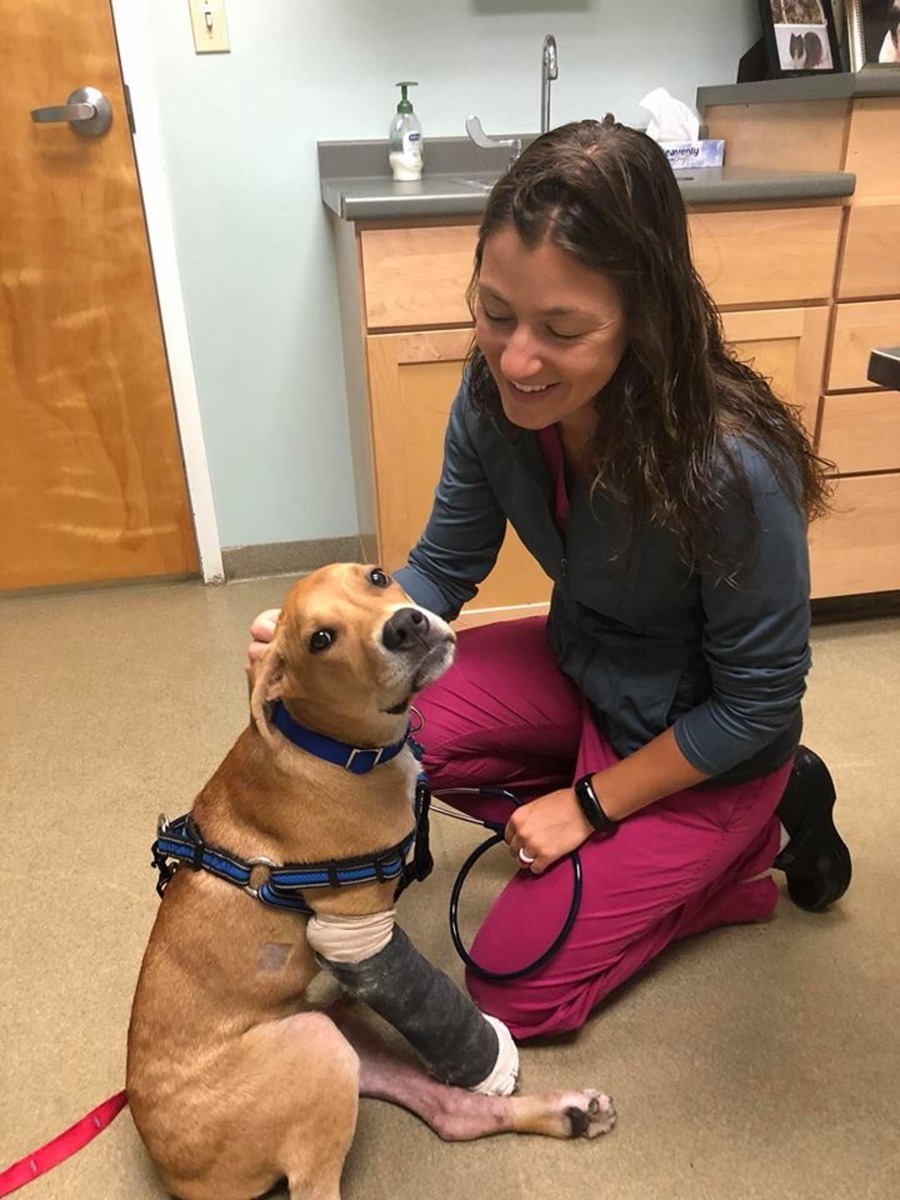 Columbo被物理治療師大讚情況理想，非常聽話！（Facebook@Adventures of Columbo）