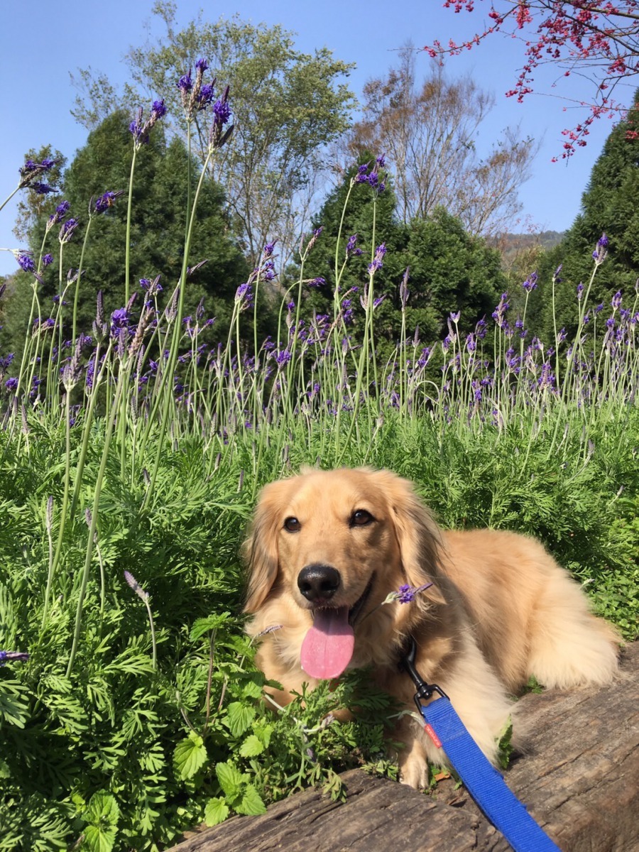 毛小孩外出要繫牽繩，並且留意防蚤。梁憶萍/提供