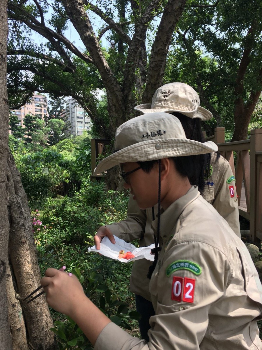 荒野親子北二團小鹿團員參與榮星花園公園生態活動。台北市公園處/提供