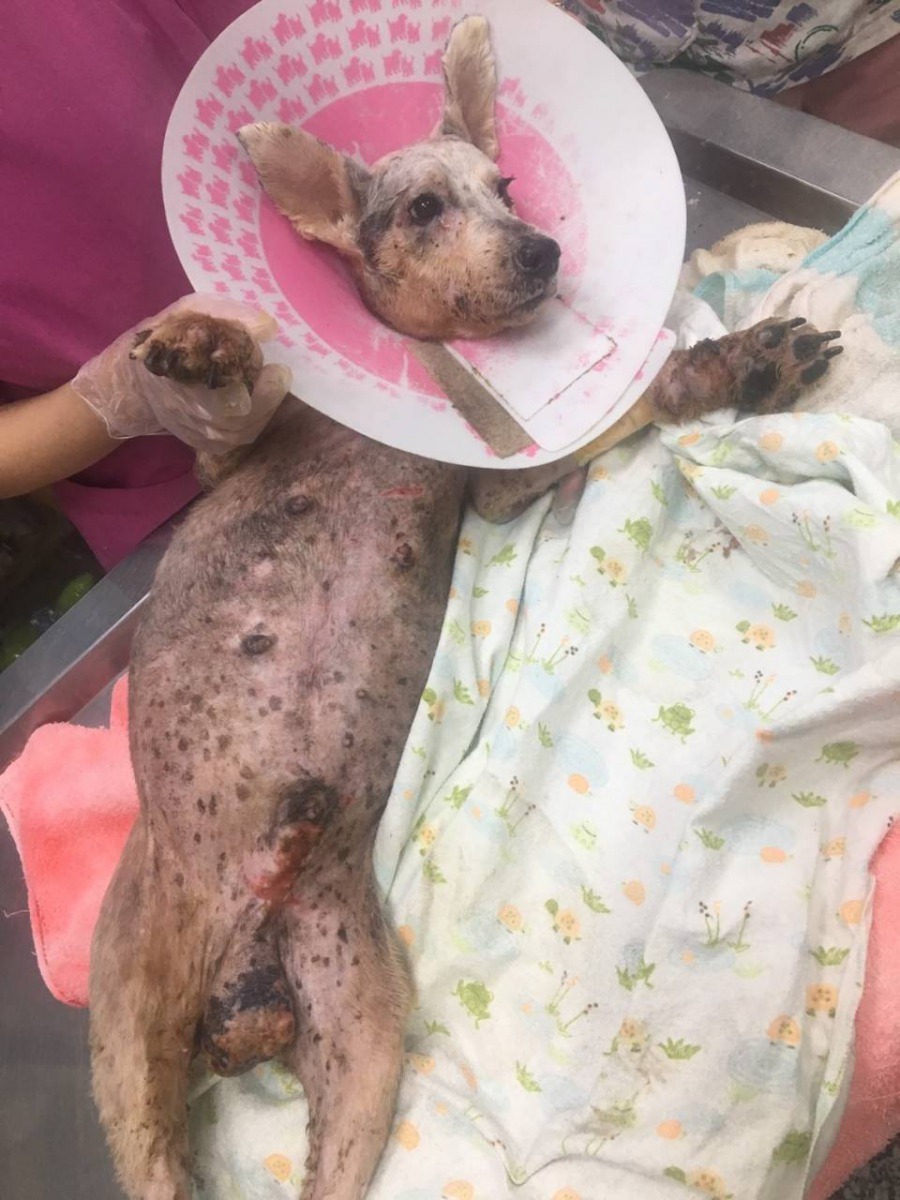 小雪弟弟現在已經好很多，但是傷口仍然有待治療與觀察。高雄市關懷流浪動物協會/提供