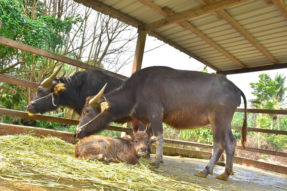 「築夢森居」飼養的水牛。取自「築夢森居」粉絲頁 許哲彰/攝