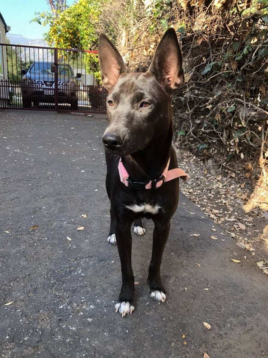 一隻「白腳蹄」的浪犬在活動中幸運被領養。屏東縣政府/提供